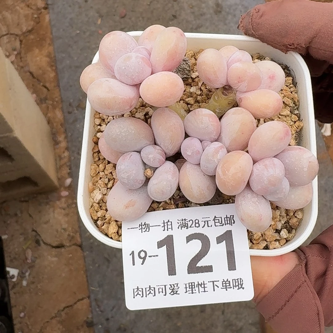 蛋黄奶多肉无盆土发货