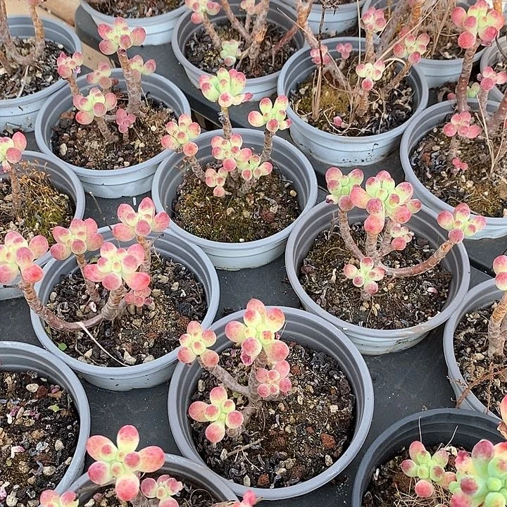 139果冻乙女心 不售后