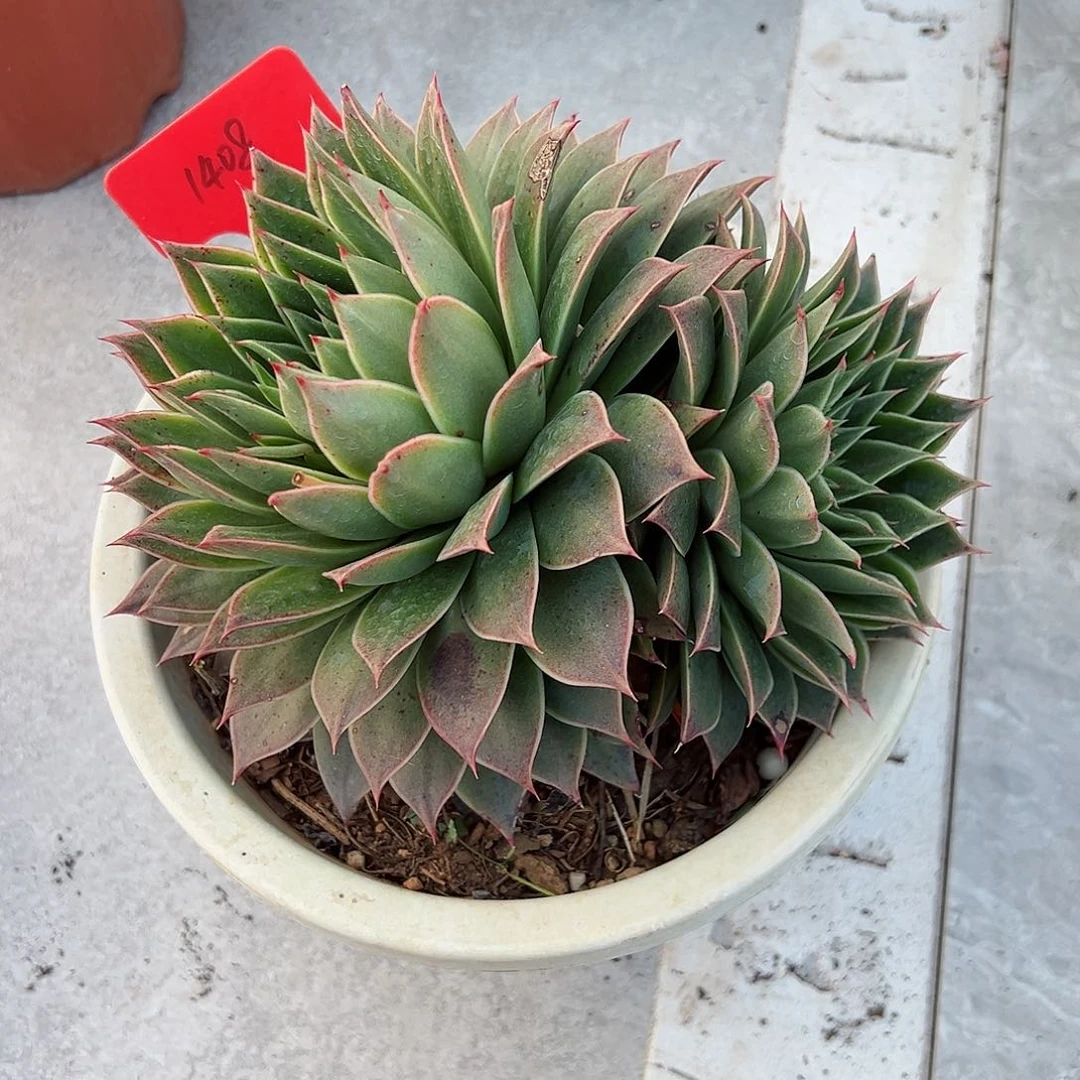 米**?1408米亚杂多肉植物