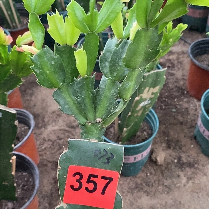 无花朵用****4073，357号新疆不包邮