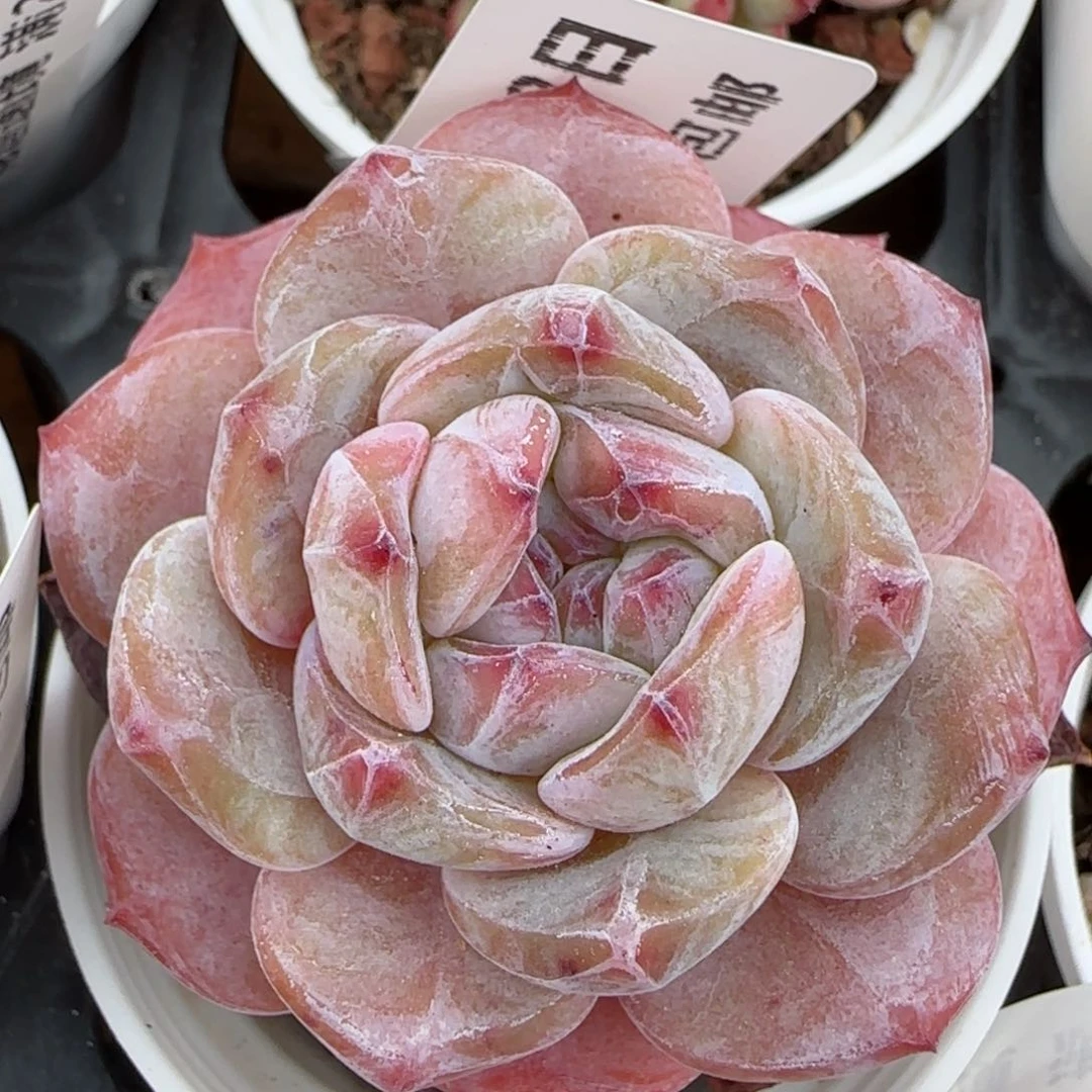 花语逸境0223-368