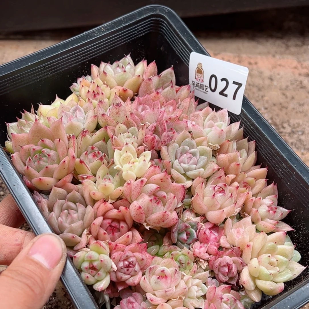 多肉植物多肉植物