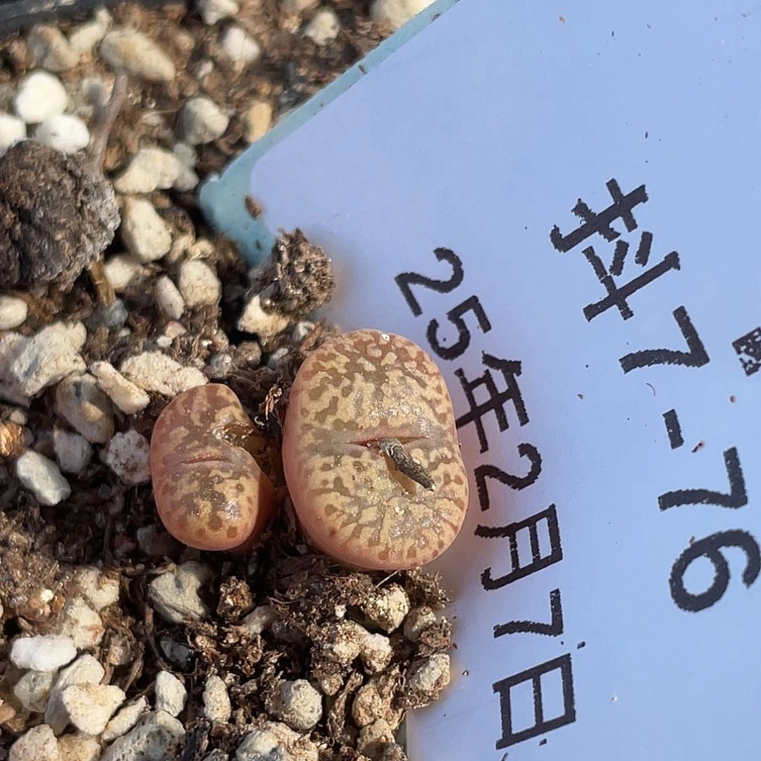 7-76鸟哈尼多肉植物