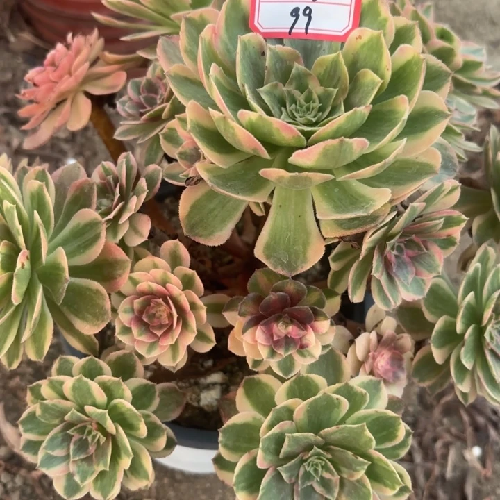 火龙果多肉法师不包损99