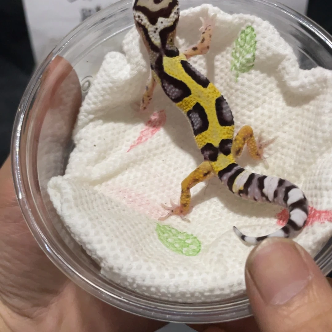 豹纹守宫土匪....