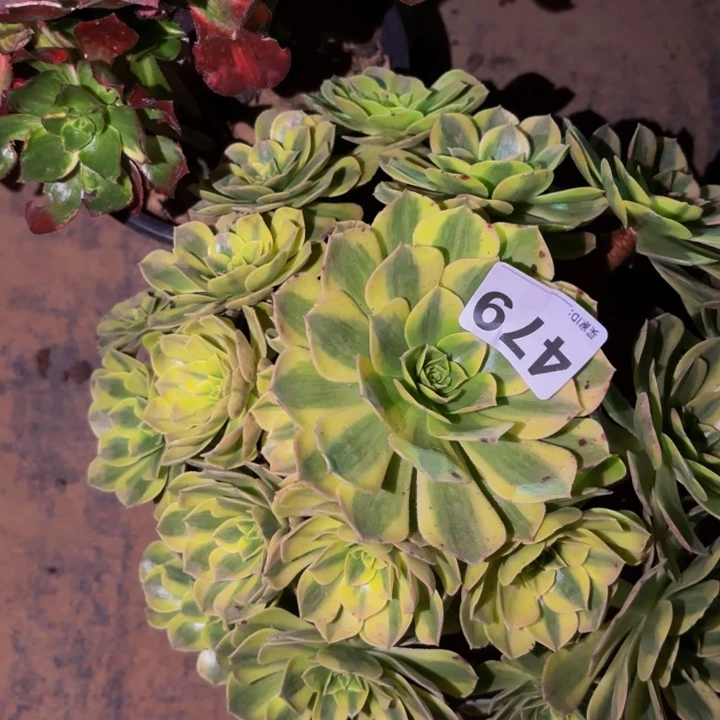 479雨荷多肉植物不售后