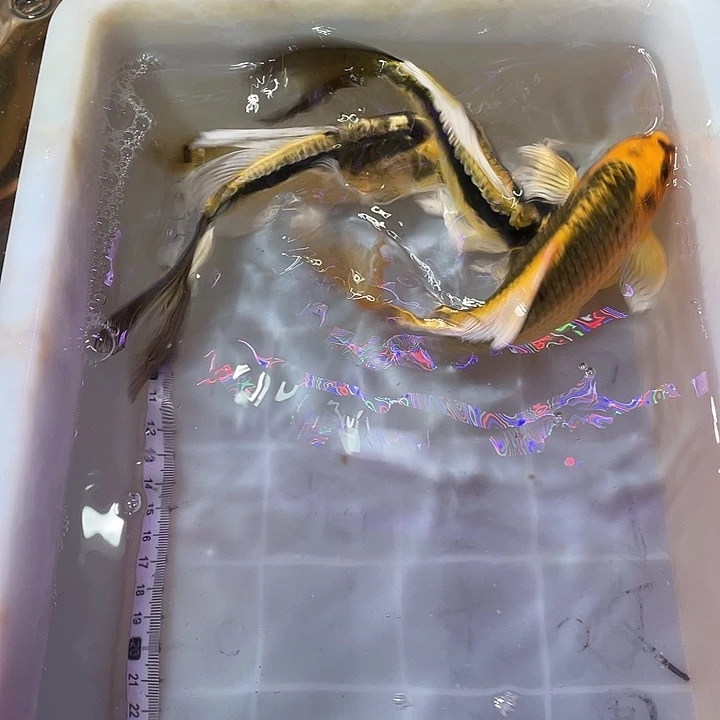 蝴蝶鲤鱼渔场直发72