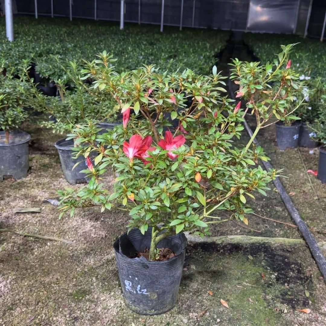 吃***羊完全开放黑红之月杜鹃花