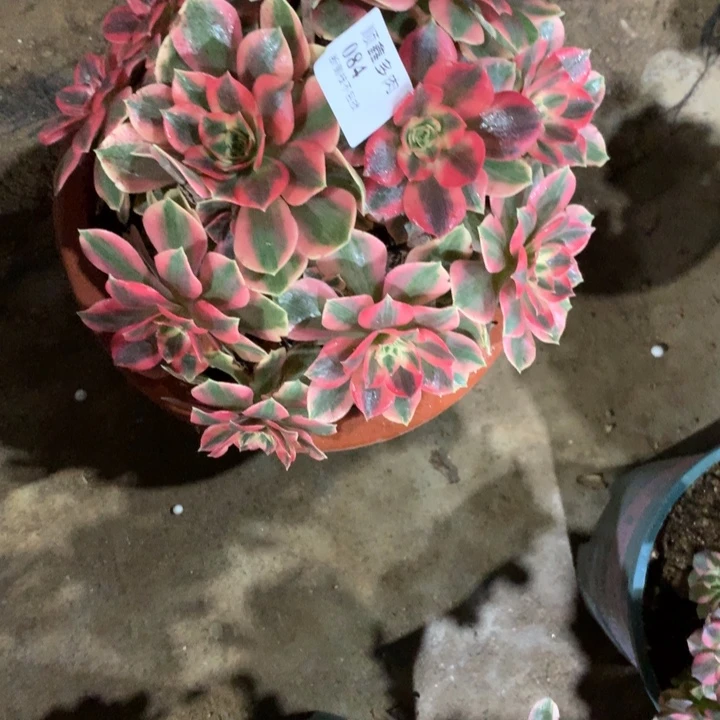 自***想084女妖多肉特价植物