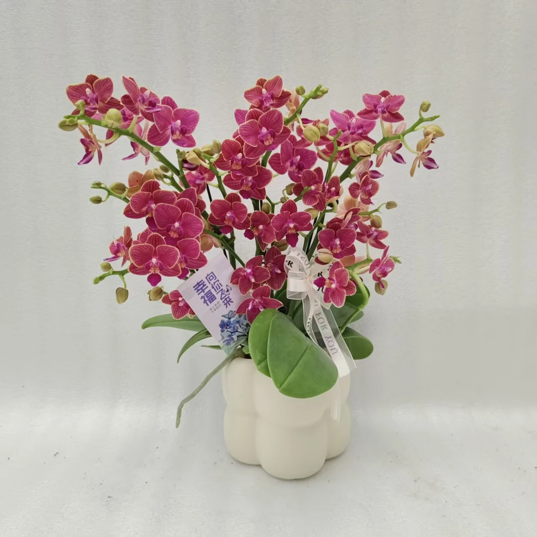 【金边玲珑】粉色系蝴蝶兰花花室内种植观赏送礼带花发货