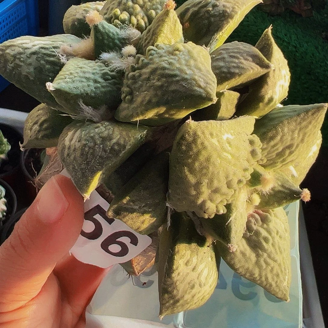 无花朵福利双头龟甲牡丹956