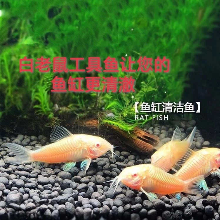 白老鼠鱼金苔鼠观赏鱼鱼缸热带鱼清道夫除藻清洁垃圾粪便工具