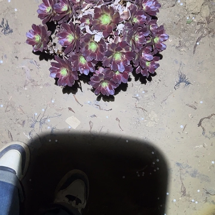 不包侧枝一物一拍26