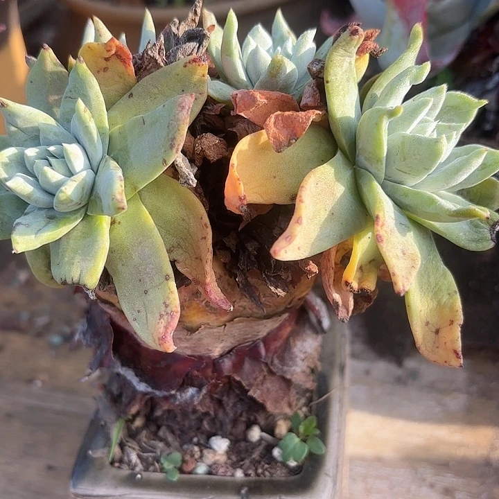 仙女杯多肉植物提取