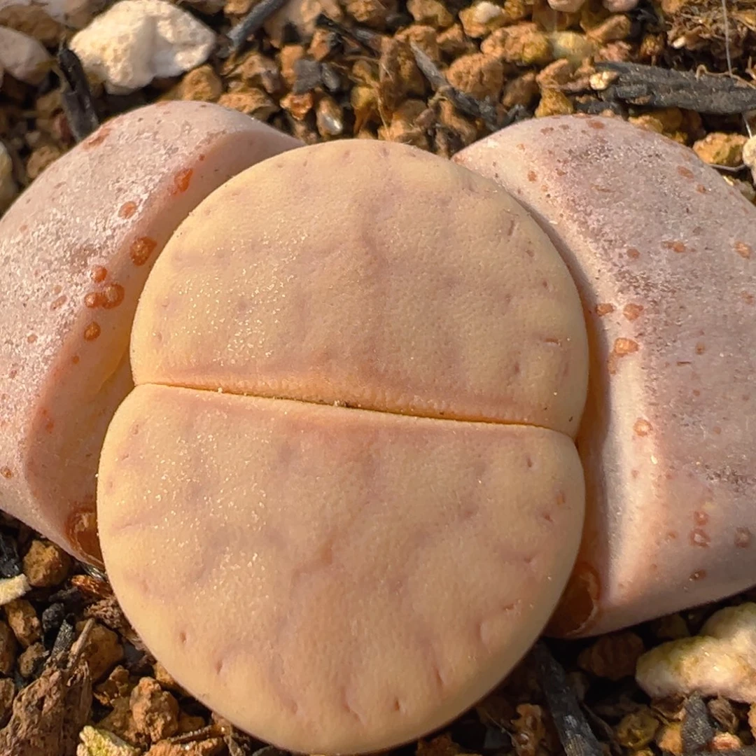 59多肉植物百科猪皮