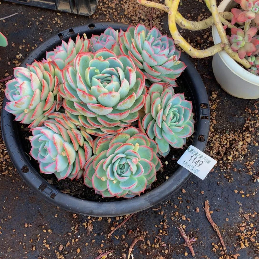 大*‘1149侧影多肉