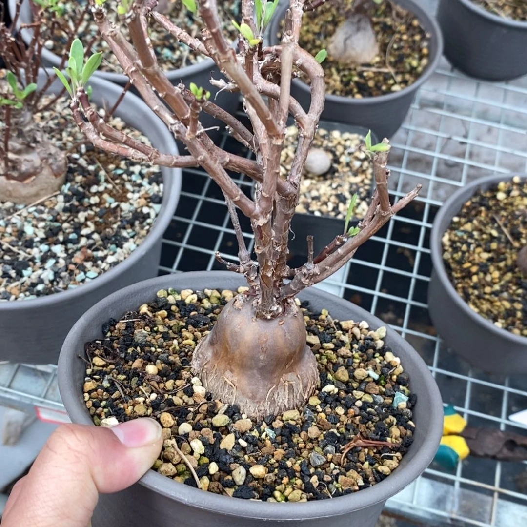 瓶干厚炖菊一个多肉
