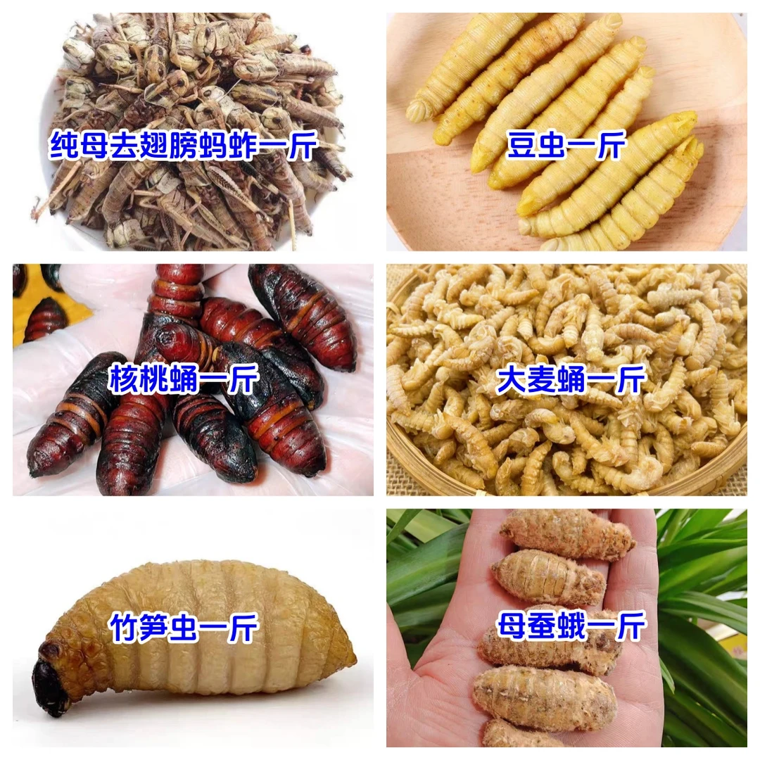 年货昆虫美食组合蚂蚱豆虫核桃蛹大麦蛹竹笋虫母蚕蛾各一斤包邮