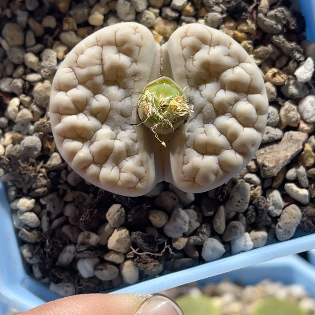 9552白底凹凸189尺寸3.6