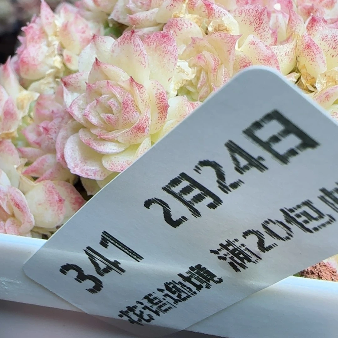 花语逸镜0224-341散