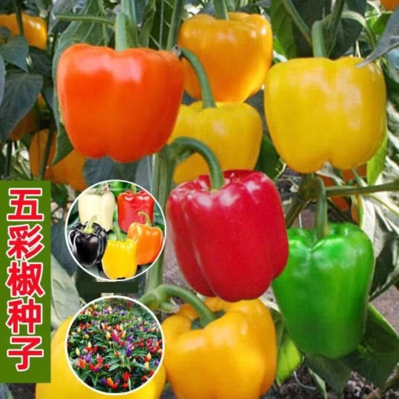 五彩甜椒种子红椒黄青椒高产四季盆栽五彩辣椒春夏秋季南方蔬菜种