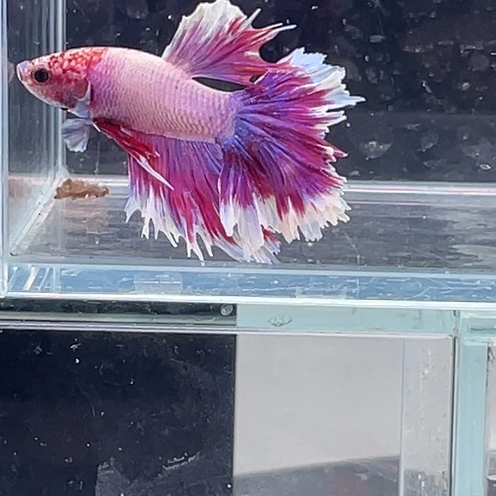 斗鱼活体不退不换 谢谢