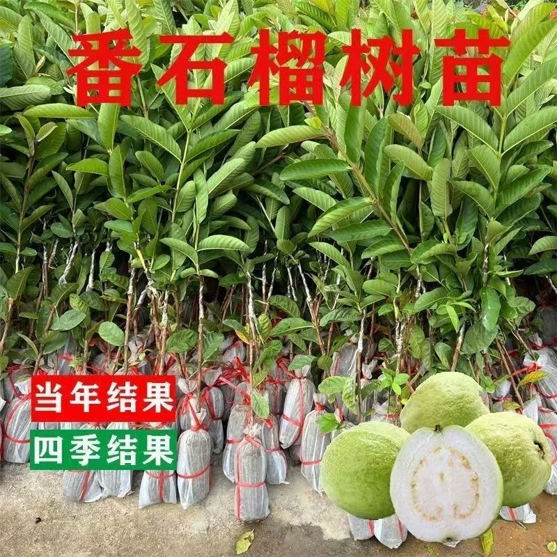 芭乐树苗红宝石室外西瓜红珍珠芭乐嫁接苗南北方庭院盆栽均可种植