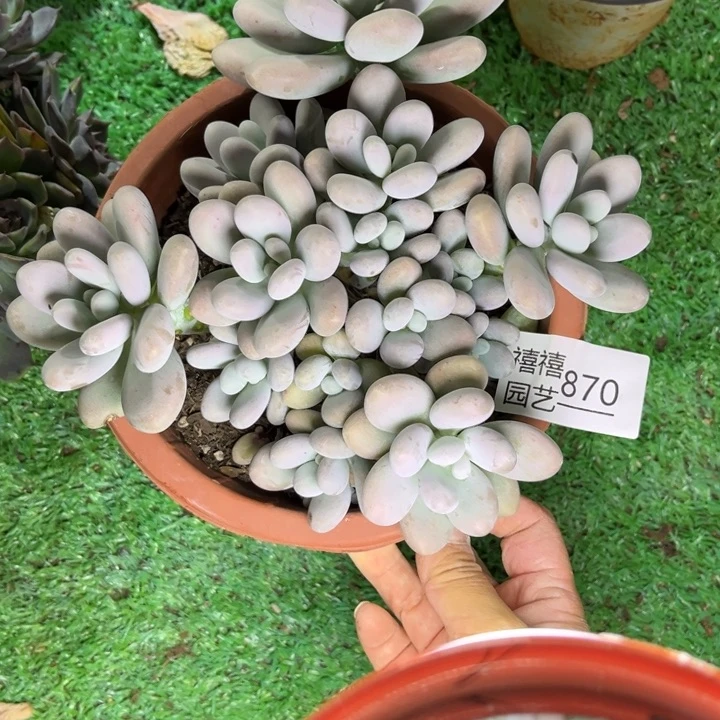 870奶酪多肉植物需要冷莲