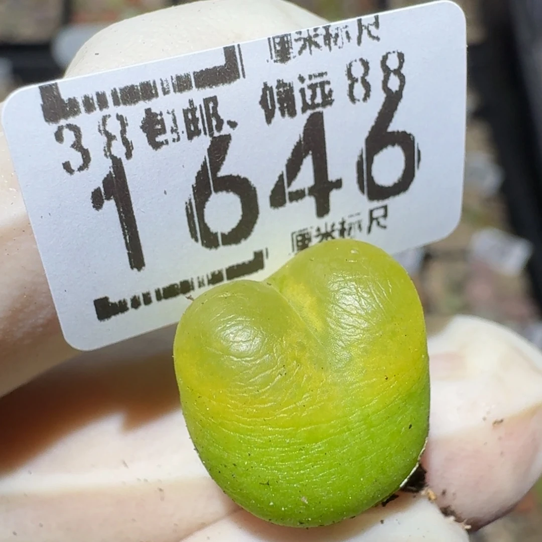 Zzzzzz生石花肉锥1646