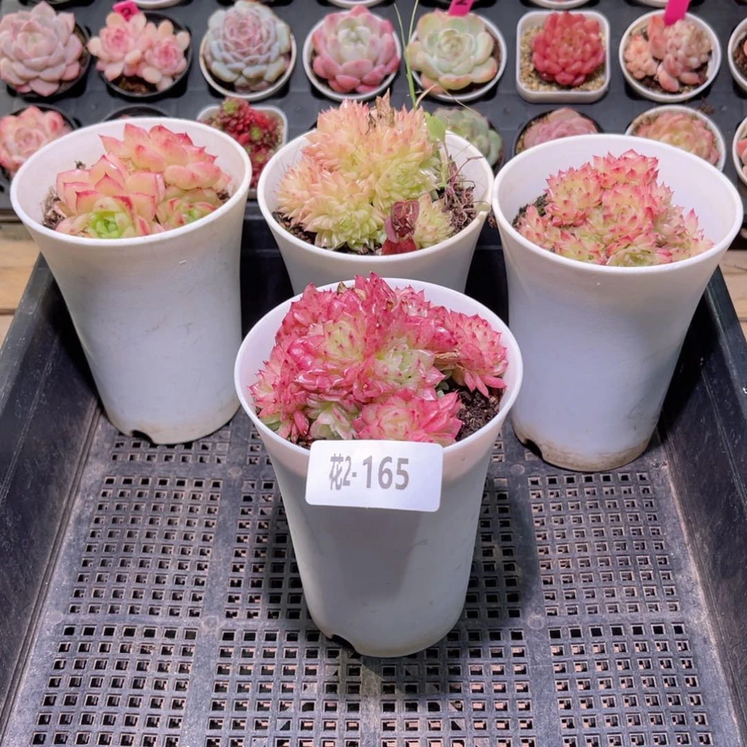 红陶花利美2-165框拍4颗