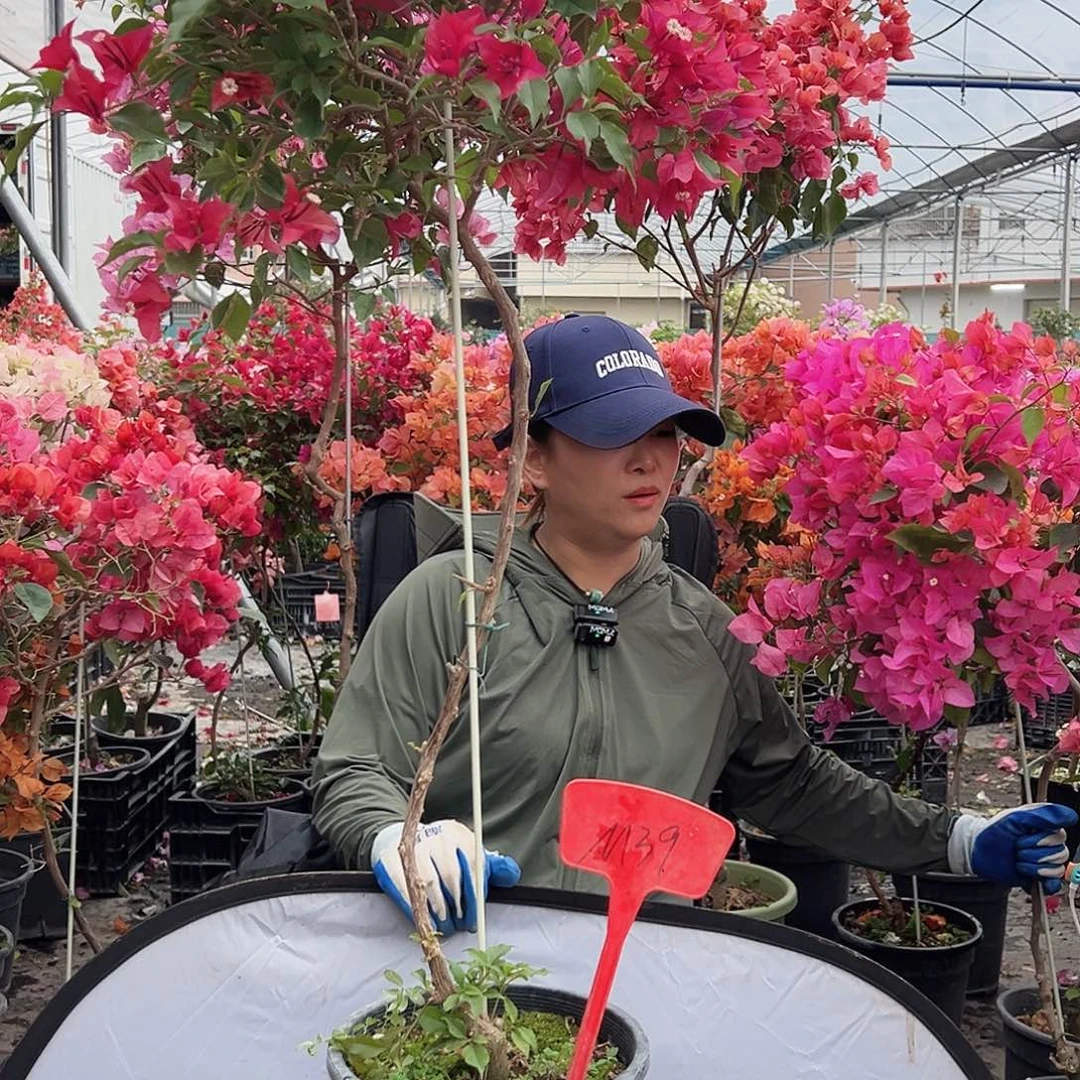 平***乐大部分花苞少量开放M39紫桑巴