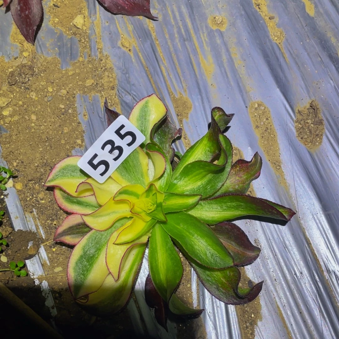 魅影中班花脸多肉植物535