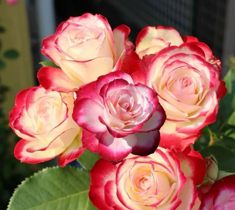 （顺丰发货）摩洛哥公爵1.5加仑扦插苗花盆稍风化介意勿拍