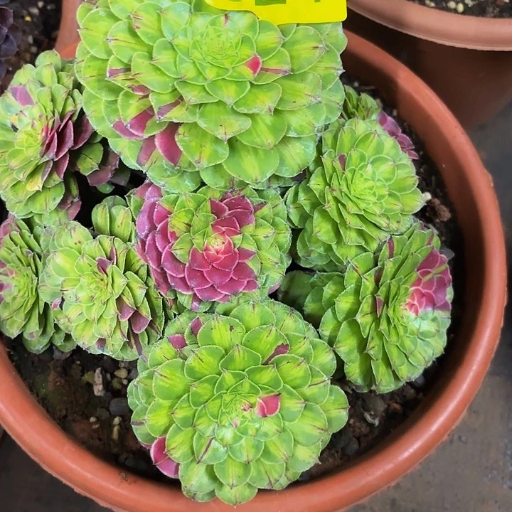 多肉植物知否524一