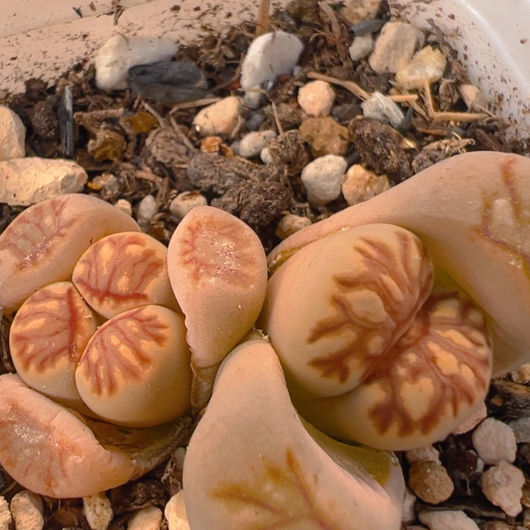 41多肉植物百科知识