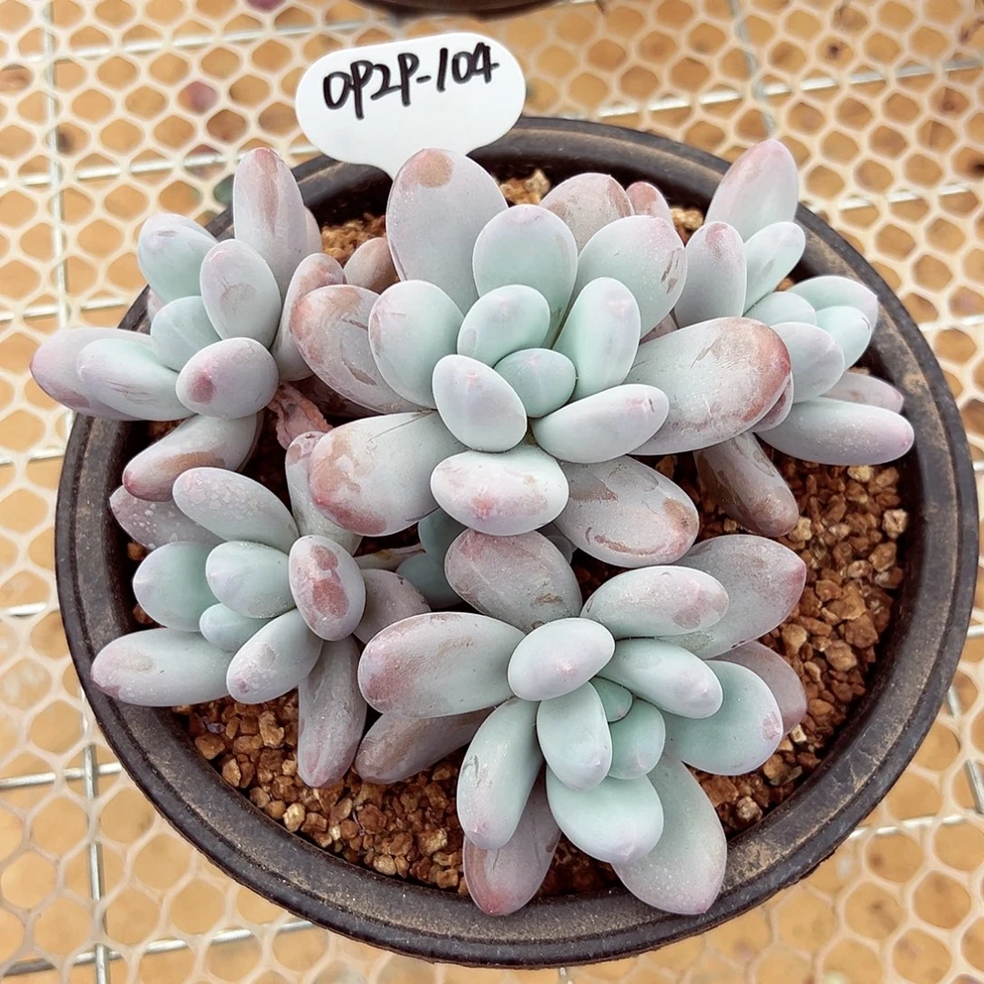 0929-104椰椰奶老桩