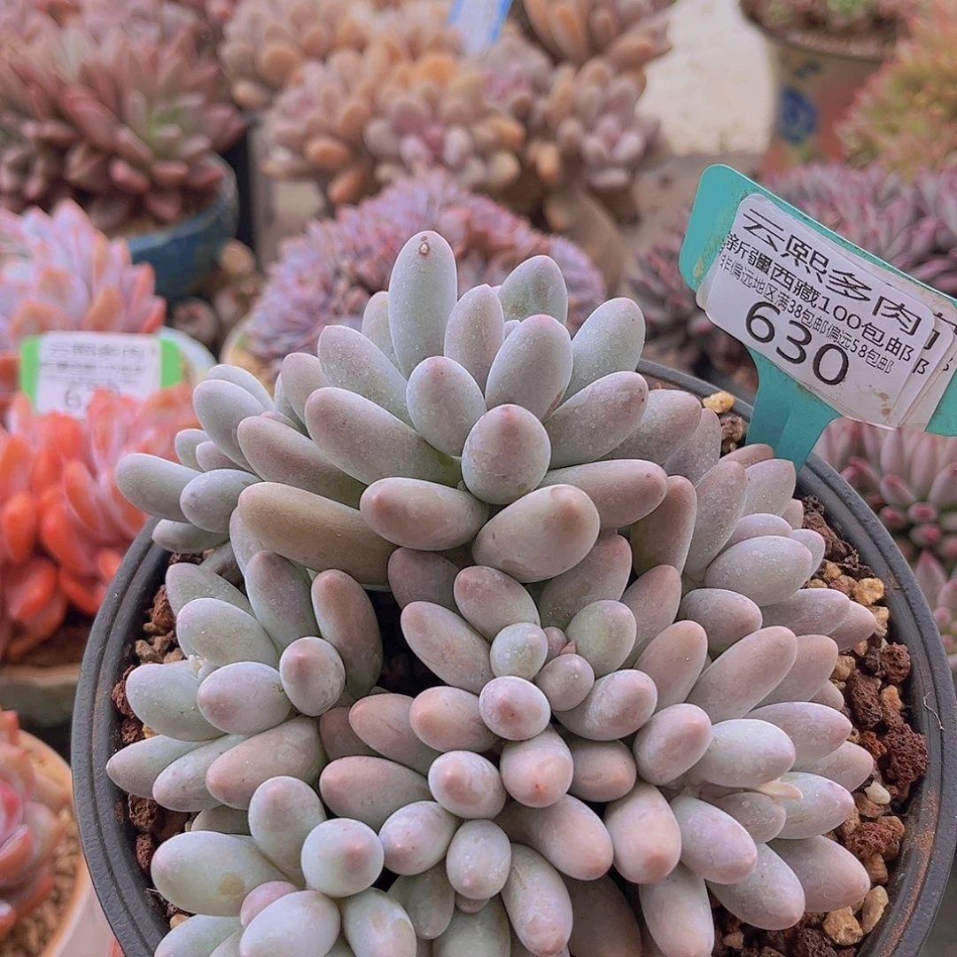 630汤圆多肉植物