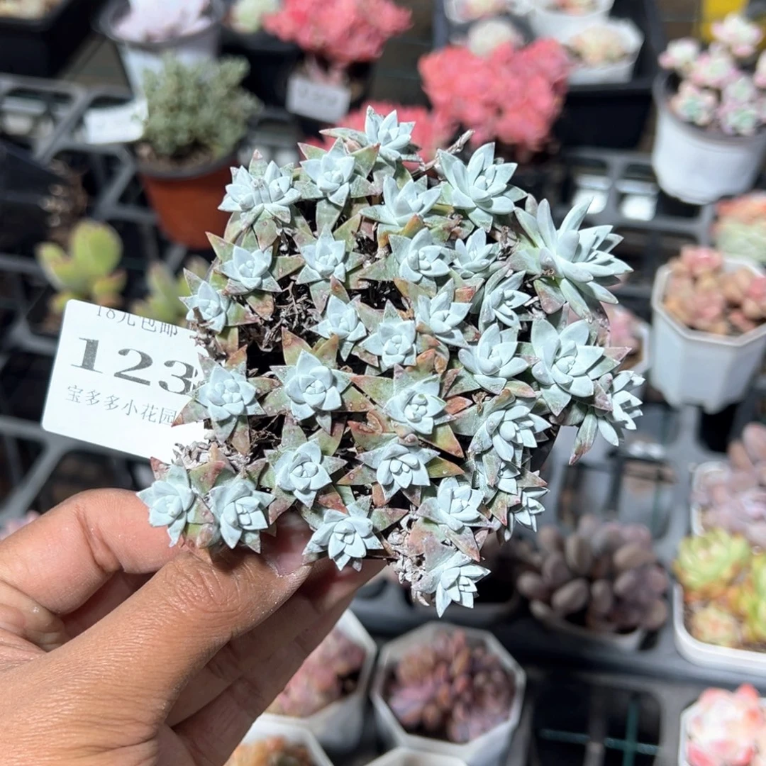 123号白菊满天星一物一拍满18包邮