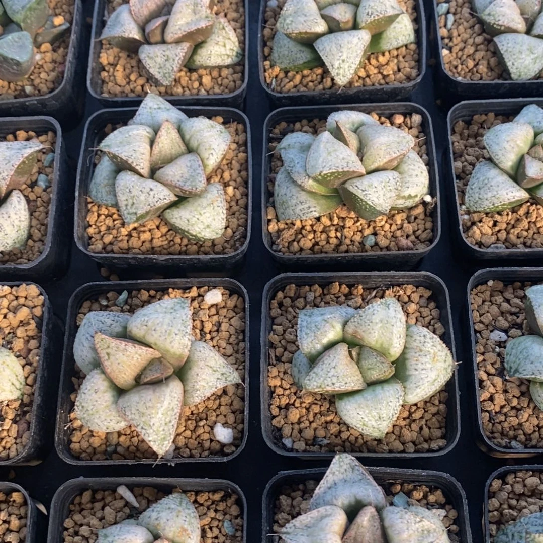 十二卷一颗泰姬陵。 高货