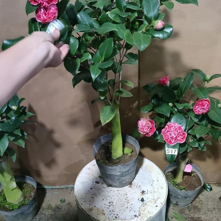 525志愿者，原盆原土发货，不包邮