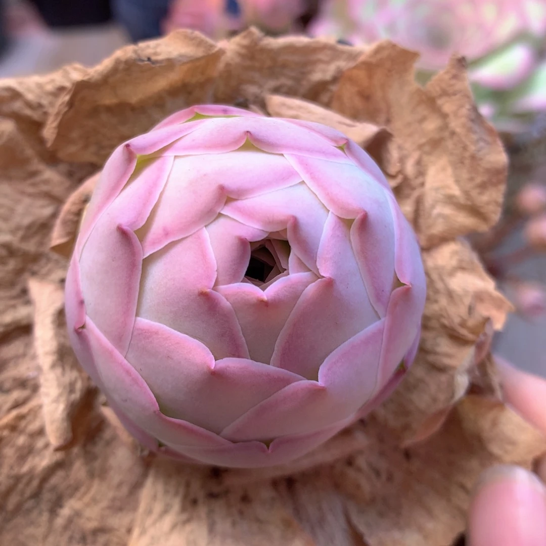 一物一拍姹紫嫣红005