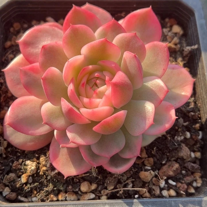 粉水晶锦一物一拍