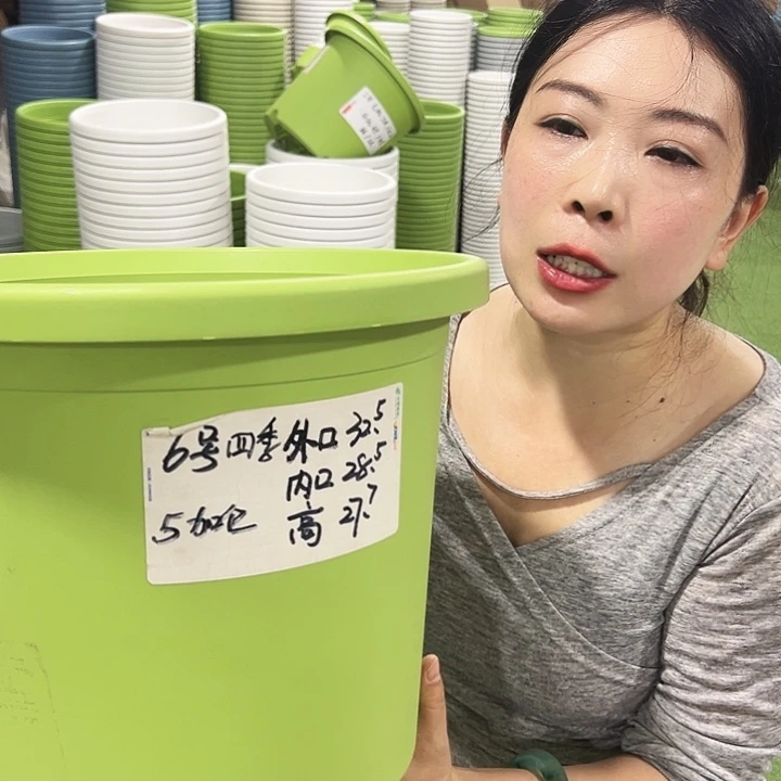 特价6号四季口32.5高27.7果绿7只无托