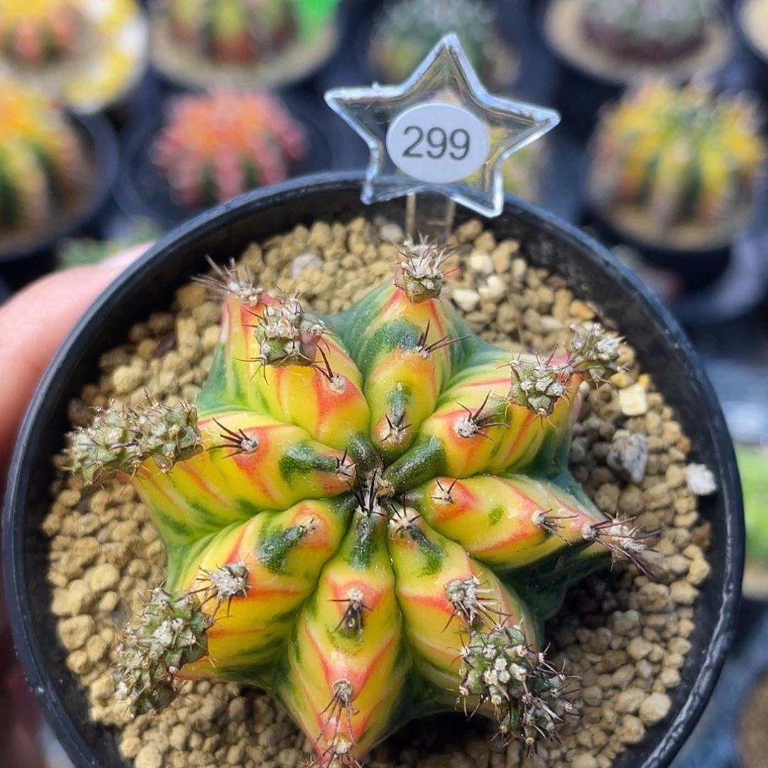 1-299米哈锦5.1厘米