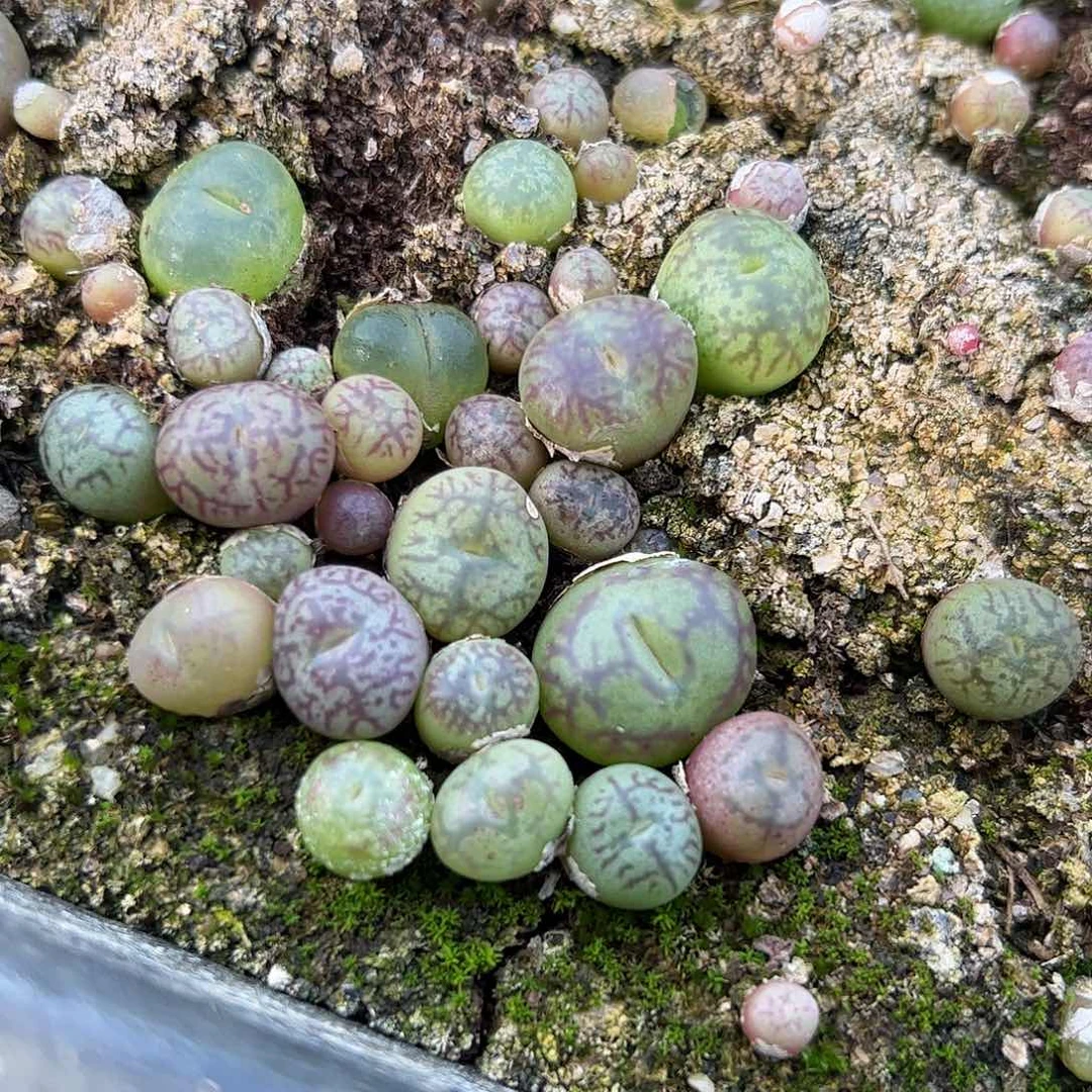 0000量拍吕红×超墨6颗