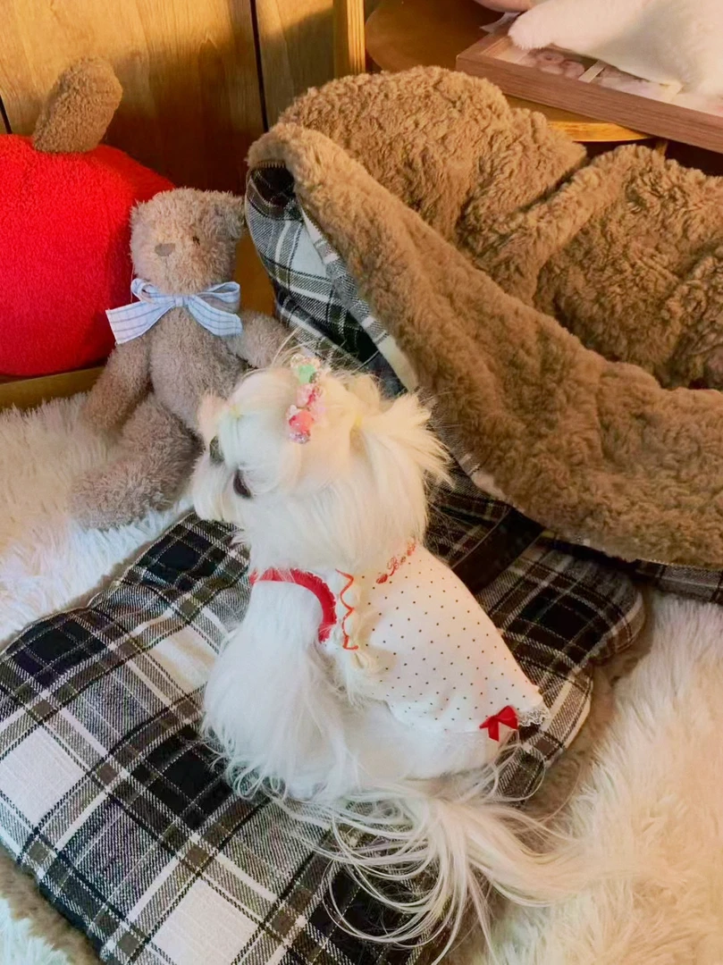 Bee打底背心少女风宠物衣服（宠物手工定制不支持退换）