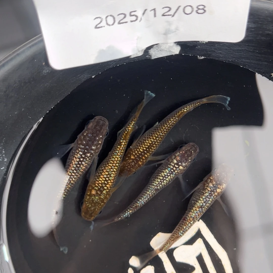 青鳉鱼257黄金海王星五尾