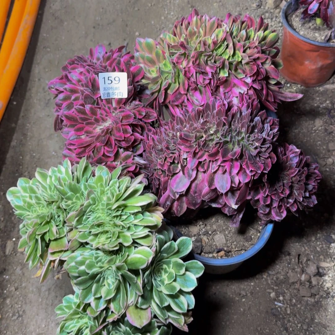 勿**心159号多肉植物法师多肉缀化