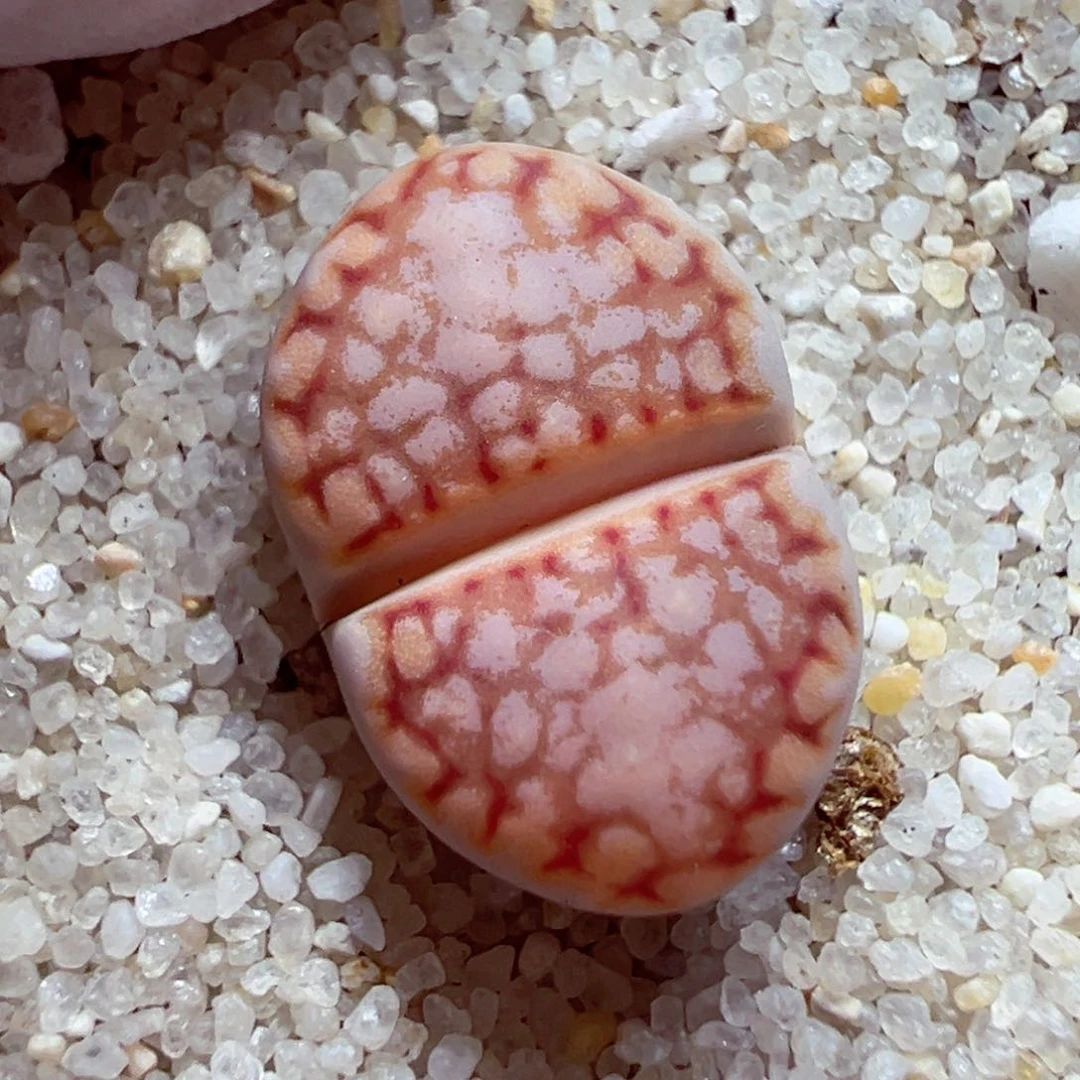 完全开放优秀的肉肉609-29