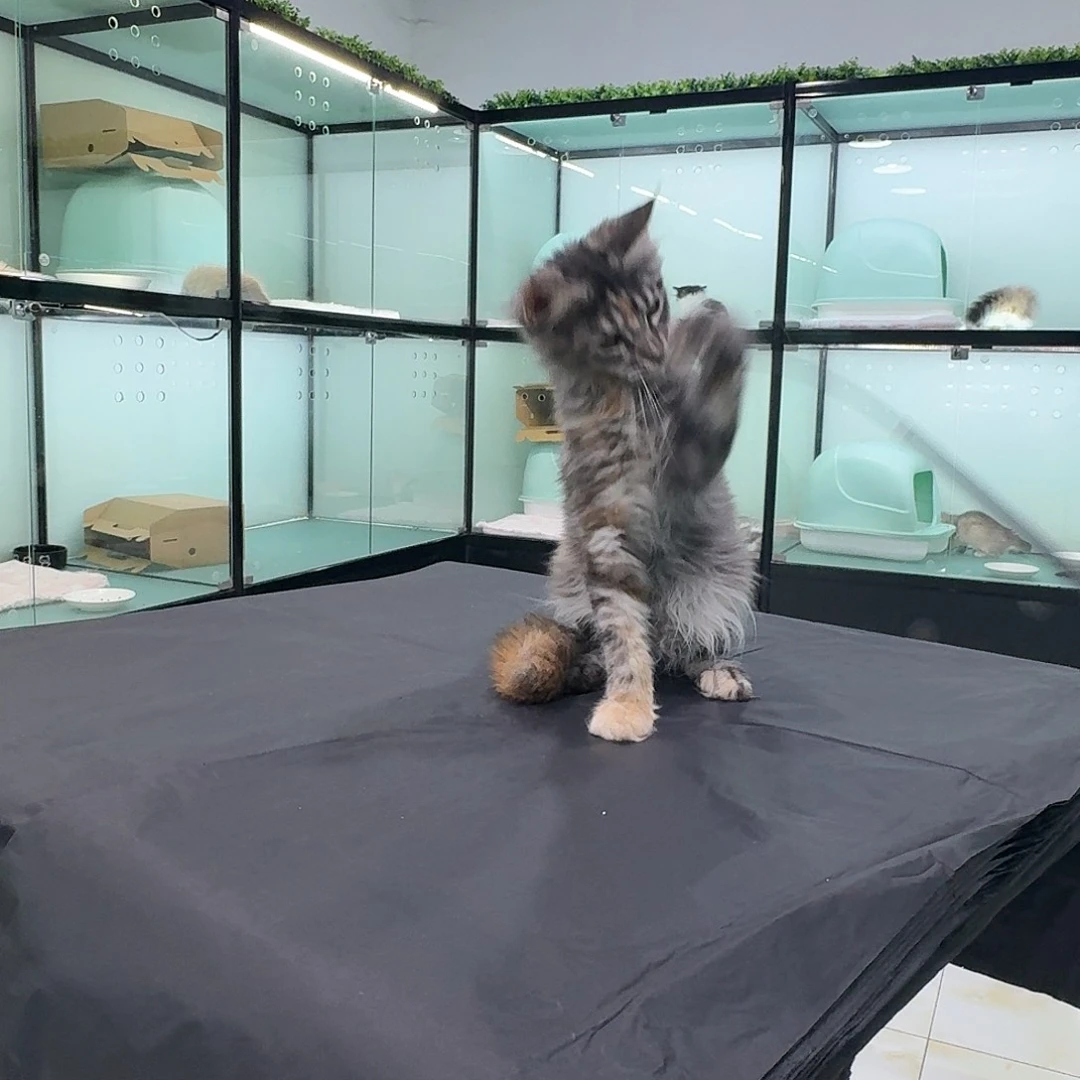 微瑕缅因猫5块起拍